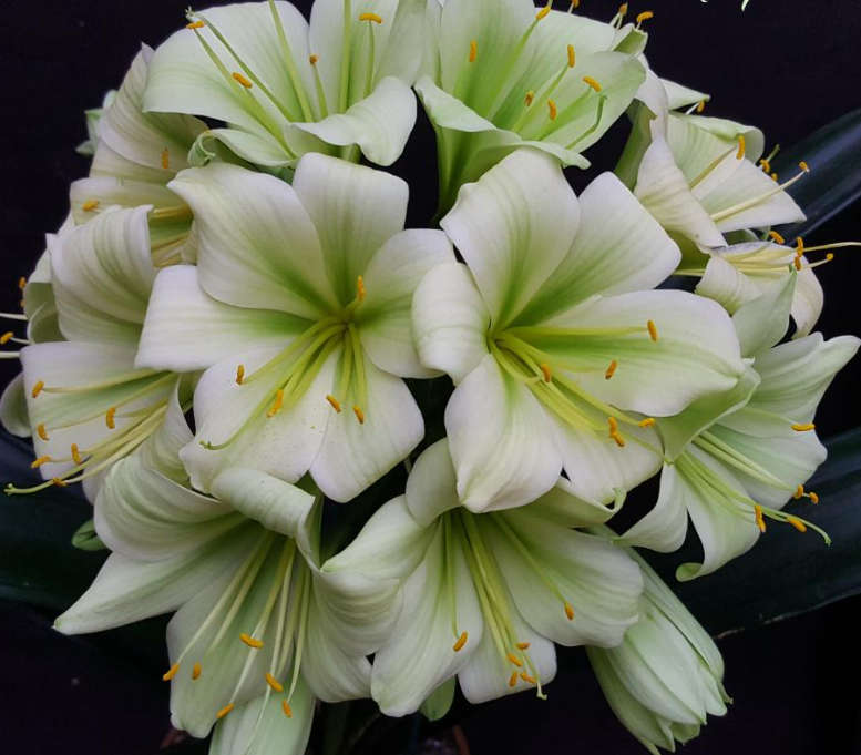 Clivia Miniata `Pistachio`  10  Seeds