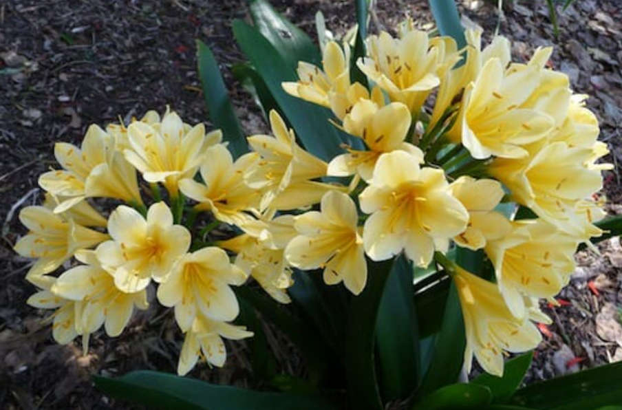 Clivia Miniata `Lemon Chiffon`  10  Seeds