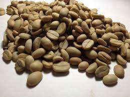 COFFEE ARABICA -   Coffea Arabica  -  3 Seeds