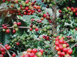 COFFEE ARABICA -   Coffea Arabica  -  3 Seeds