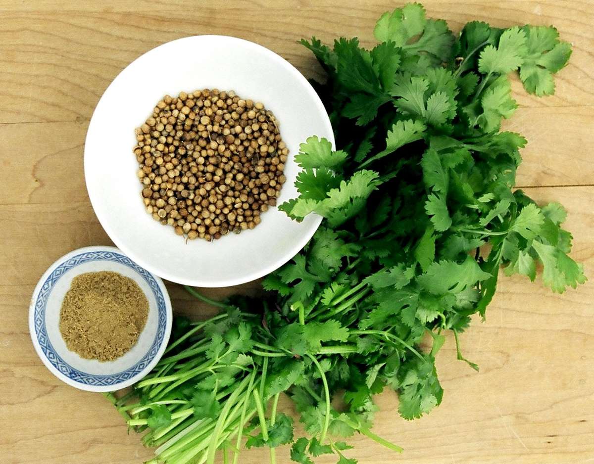 CILANTRO / DHANIA / CORIANDER   50 SEEDS     culinary, medicinal, edible flowers