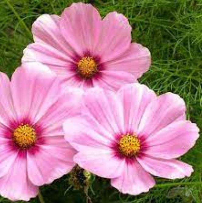 COSMOS Flower  `"GLORIA`"    -  20 Seeds