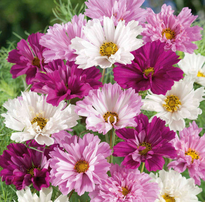 COSMOS FLOWER  "Psyche Mix"   -   20 Seeds