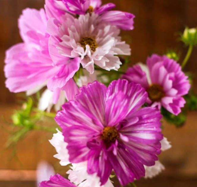 COSMOS FLOWER  "Psyche Mix"   -   20 Seeds