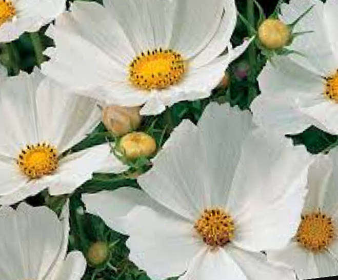 COSMOS SONATA WHITE  Flower  - Cosmos Bipinnatus -  20 Seeds