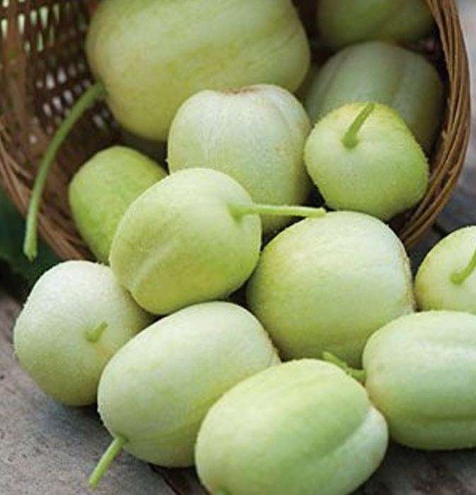 HEIRLOOM - CRYSTAL APPLE CUCUMBER    - 10  SEEDS