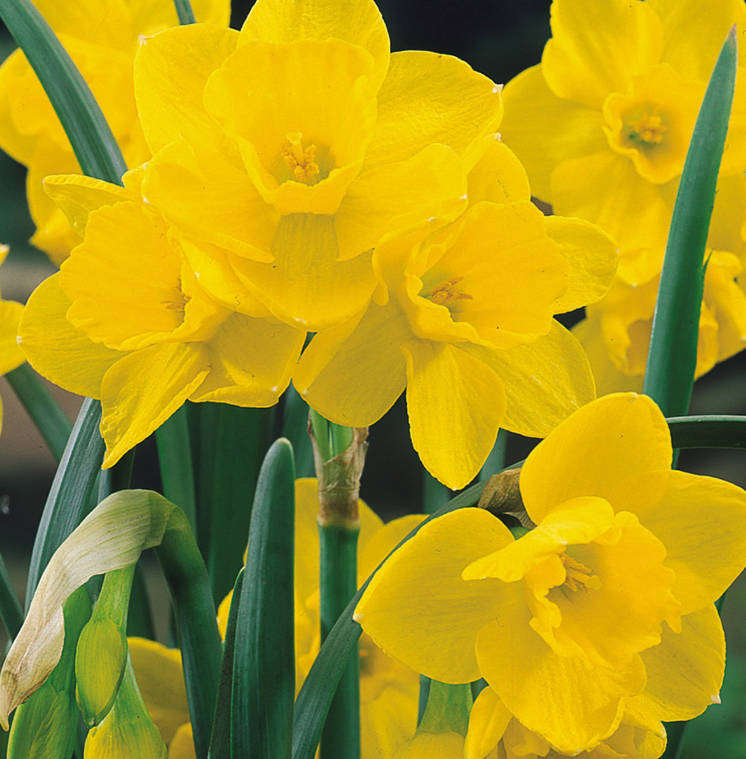 DAFFODIL BULBS - JONQUIL Daffodil 'FLOWER CARPET '   -   5 x Bulbs