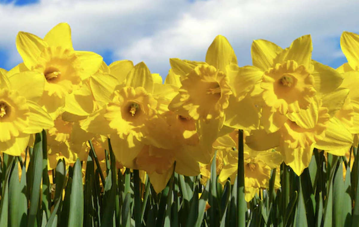 DAFFODIL BULBS - JONQUIL Daffodil 'FLOWER CARPET '   -   5 x Bulbs