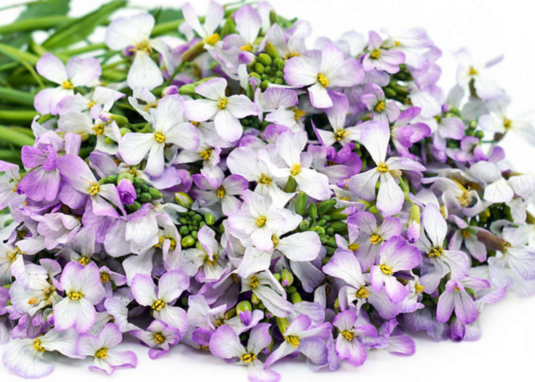 Korean Radish / Moo / Lobak -  'Raphanus Sativus' - 20 Seeds