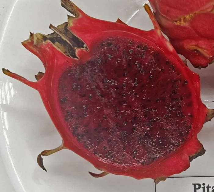 Dragon Fruit / Pitaya Roya   - 20 Seeds  - Red Skin & Red Flesh