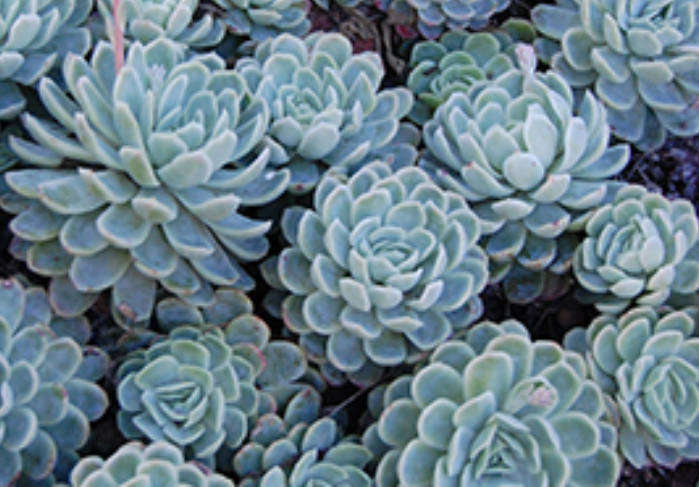 MEXICAN SNOWBALL / Echeveria Elegans -  30 Seeds -  Medicinal Succulent