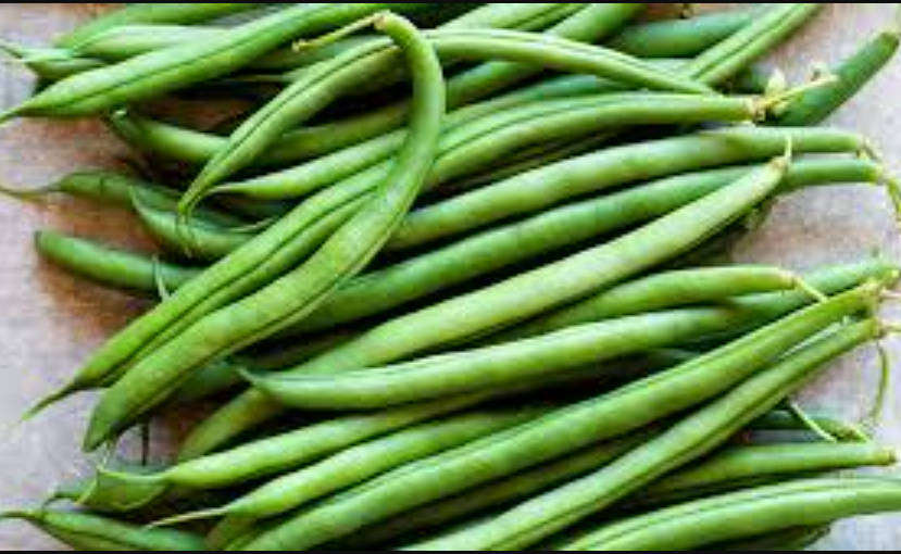 STRING BEAN / Green Bean / Snap Bean - 20 Seeds
