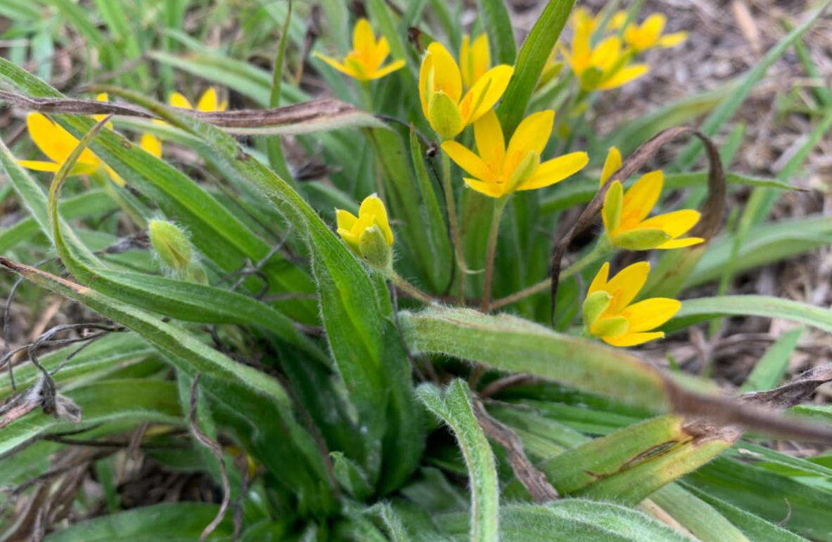 HYPOXIS VILLOSA  / Golden Winter StarGrass   -  5 Seeds