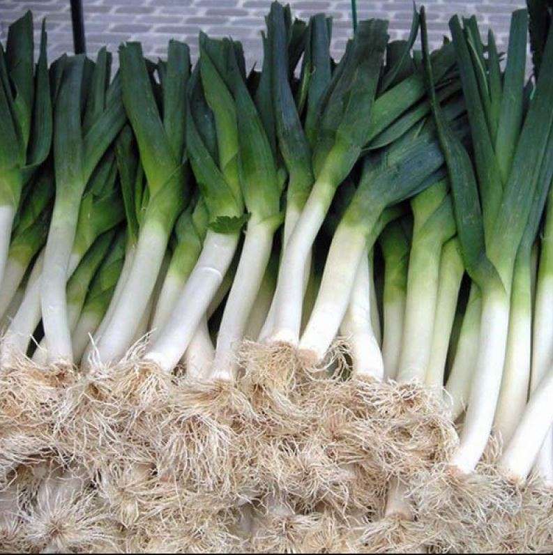 Giant Leek Carentan - Heirloom  - 30 Seeds  'Allium Porrum'