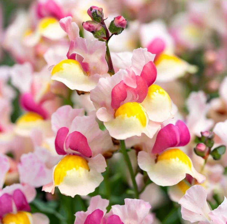 LINARIA FLOWER "Fairy Bouquet"   50 SEEDS -  Linaria Marroccana