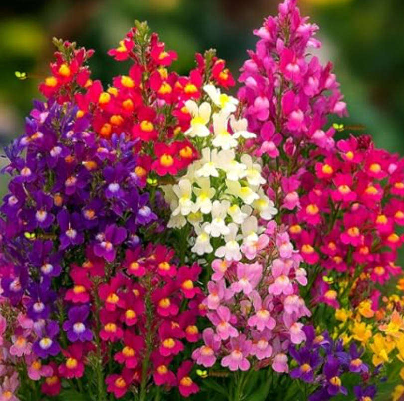 LINARIA FLOWER "Fairy Bouquet"   50 SEEDS -  Linaria Marroccana