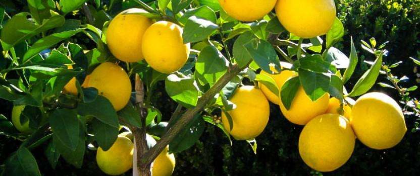 MEYER LEMON  - Citrus × meyeri  -  10 Seeds