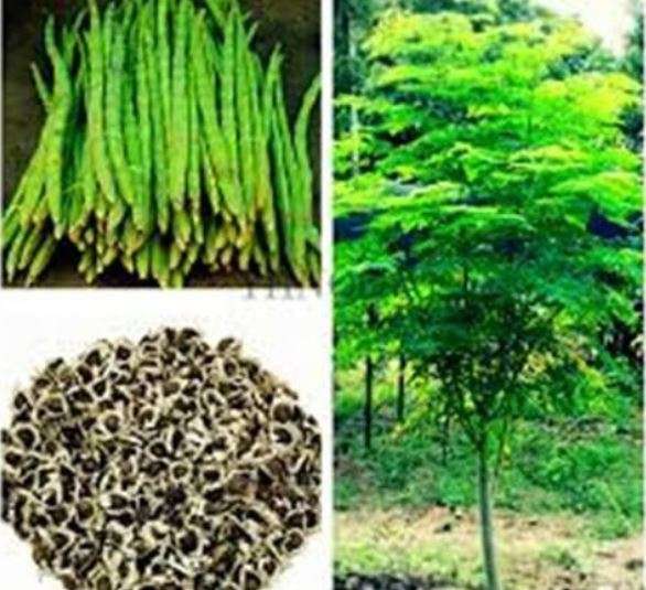 MORINGA OLEIFEIRA / Drumstick Tree / Horseradish Tree  -  10 Seeds  -  Medicinal
