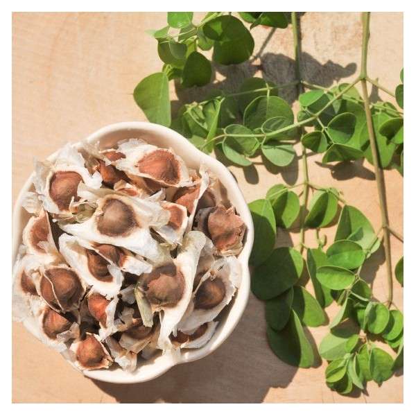MORINGA OLEIFEIRA / Drumstick Tree / Horseradish Tree  -  10 Seeds  -  Medicinal