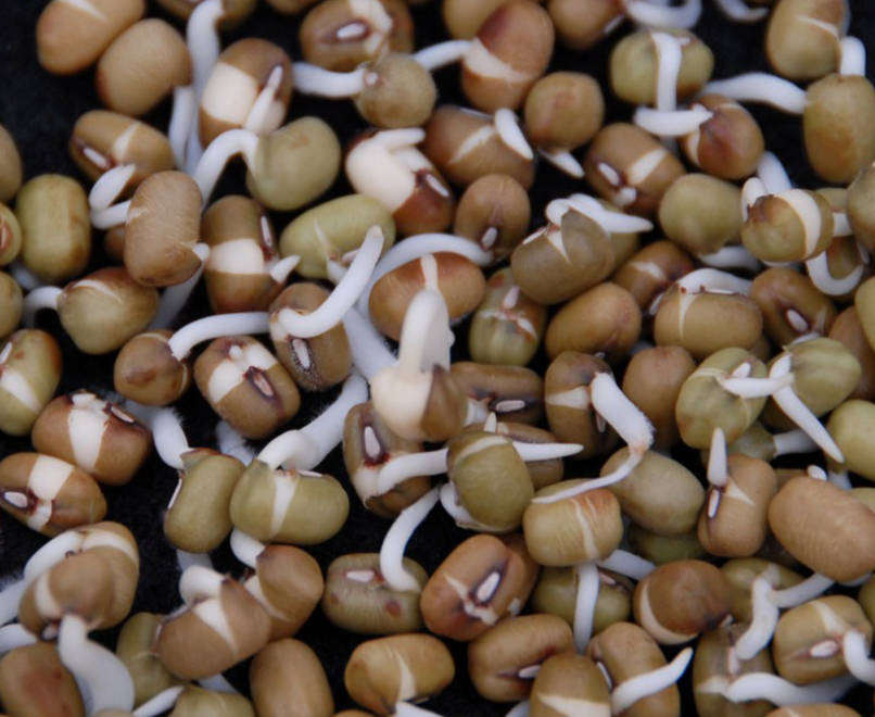 Mungo / Moongh /  Dhall Bean  - Gluten Free  -  10 Seeds  "Vigna Radiata"   Sprouting Seeds