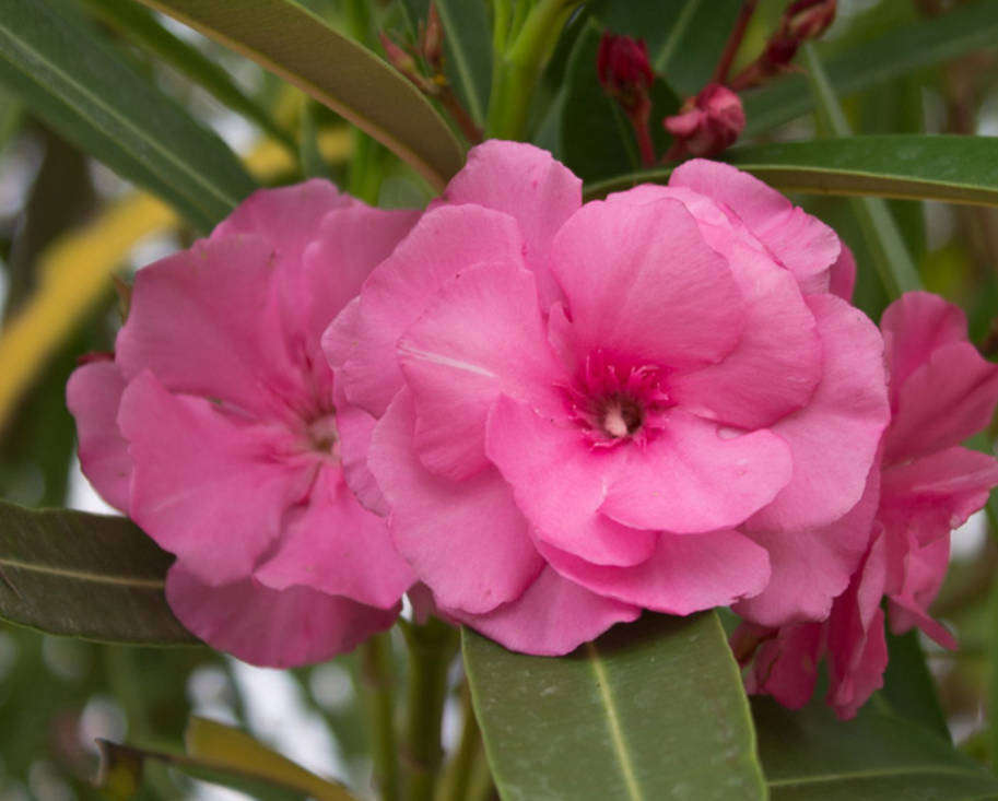 NERIUM OLEANDER  Splendens DOUBLE PINK   -  50 Seeds
