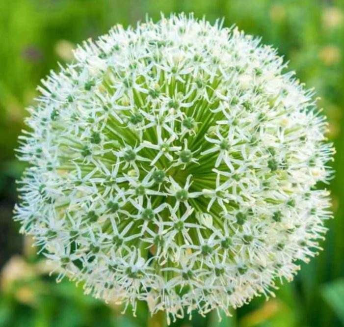 Allium White Giant  - Allium Stipitatum / Giant Flowering Onion -  20 Seeds