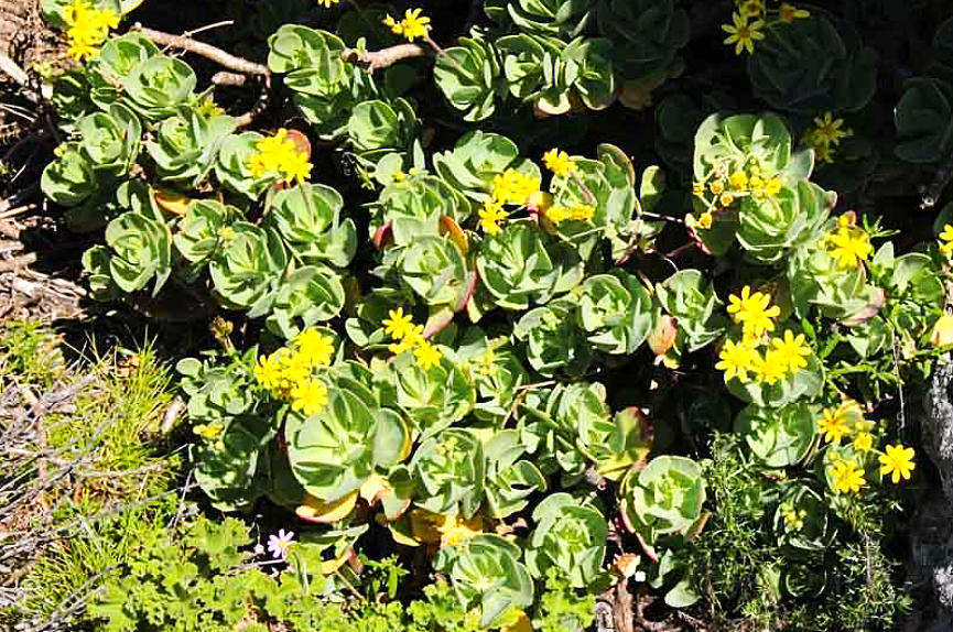 OTHONNA RAMULOSA  / Babboon Cabbage  -  5 Seeds
