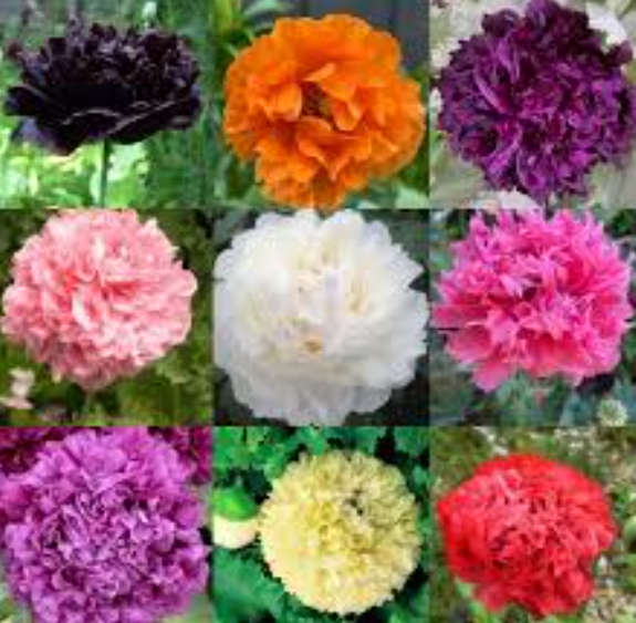 Paeony Poppy Double Flower Colour Mix - 30 Seeds  -  Psychoactive