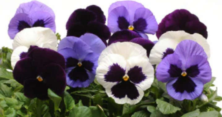 Pansy Matrix - Tanzanite Mix - Viola wittrockiana - 10 Seeds