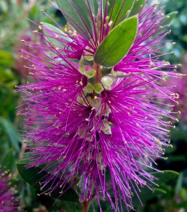 HOT PINK  BOTTLE BRUSH Tree /  Callistemon Citrinus - 50 Seeds