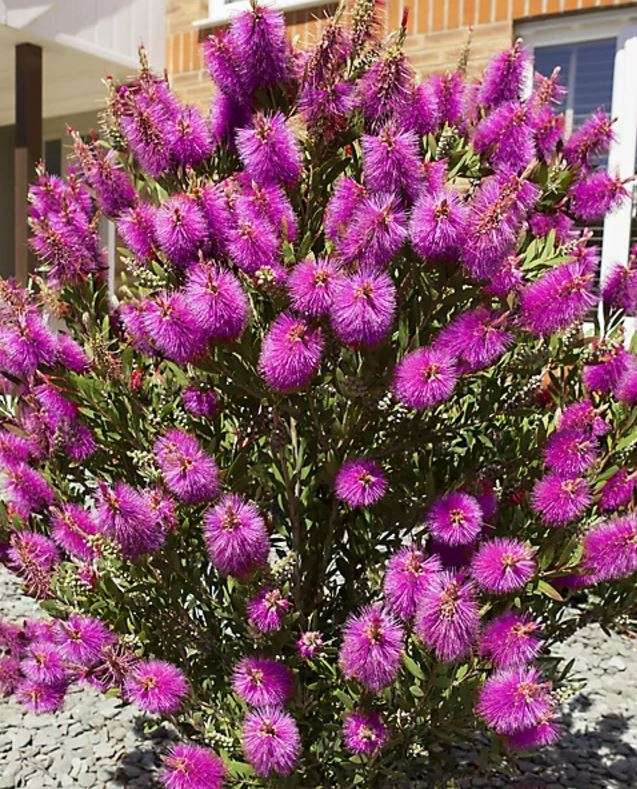 HOT PINK  BOTTLE BRUSH Tree /  Callistemon Citrinus - 50 Seeds