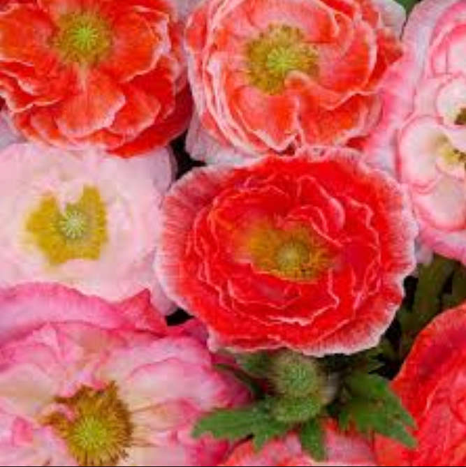 Shirley Double Poppy  Flower - Mixed Colours -   40 Seeds