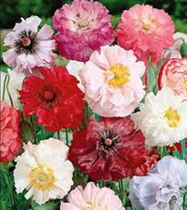 Shirley Double Poppy  Flower - Mixed Colours -   40 Seeds