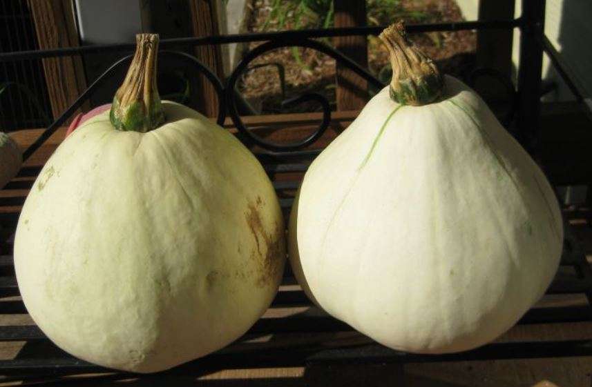 Fortna  White  Summer Squash -  Heirloom  -  Cucurbita Mixta -   10   Seeds