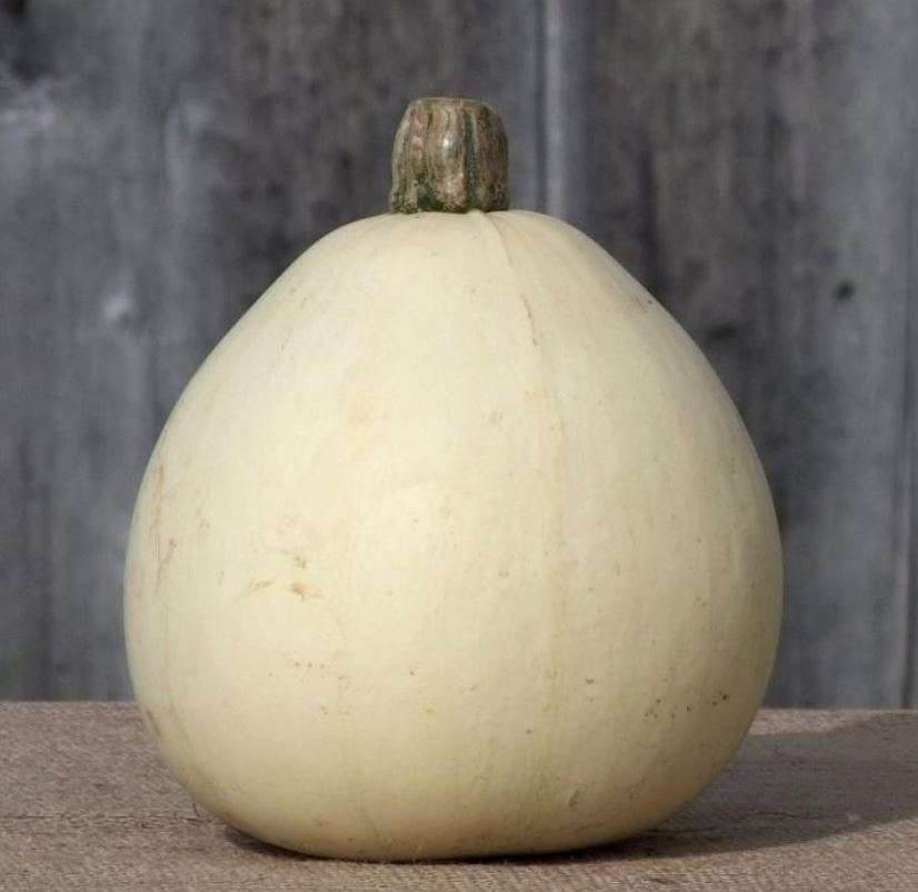 Fortna  White  Summer Squash -  Heirloom  -  Cucurbita Mixta -   10   Seeds