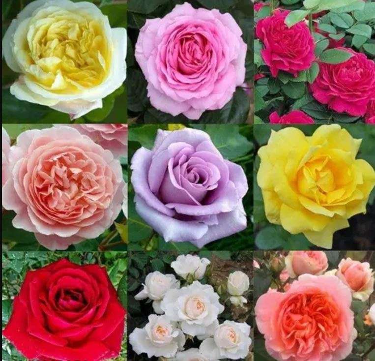 TEA ROSE SPECIES MIXED BAG  - 20 SEEDS