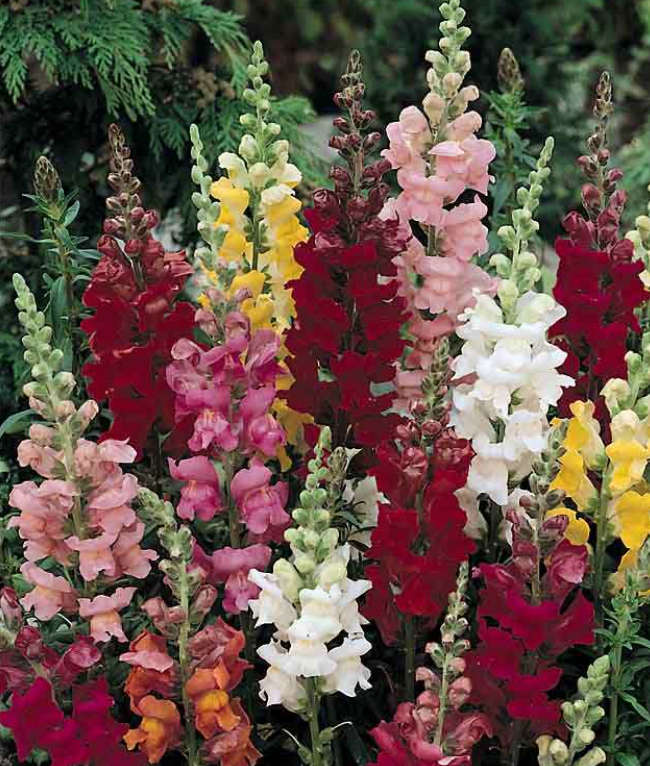 DRAGON FLOWER / LEEUBEKKIE / SNAPDRAGON - Tall Mix -   Anthirrhinum  - 30 SEEDS
