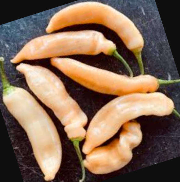 SUGAR RUSH PEACH - Capsicum Baccatum Aji  - Rare Chillies - 10 Seeds
