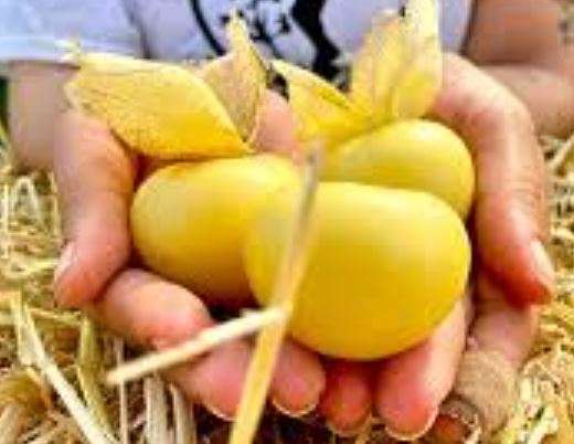 TOMATILLO  AMARYLLA / Mexican Tomato / Jamberry  - 20 Seeds   - Heirloom