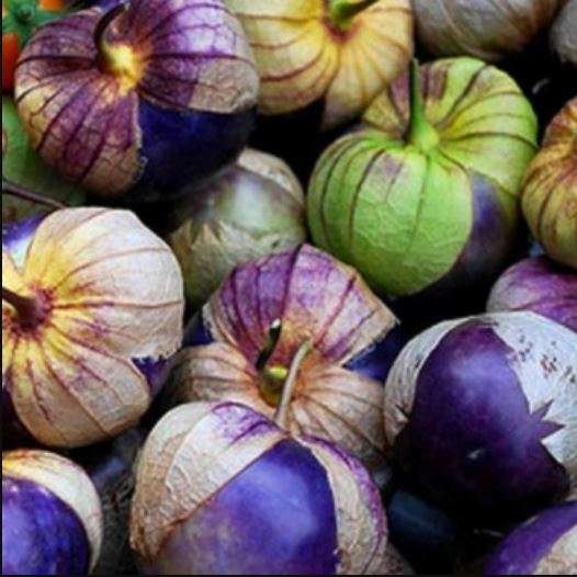 PURPLE TOMATILLO / MEXICAN TOMATO  / JAMBERRY  - 20 SEEDS - Heirloom