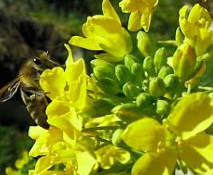 TURNIP  'Early Purple Top Globe'  Heirloom - 30 Seeds