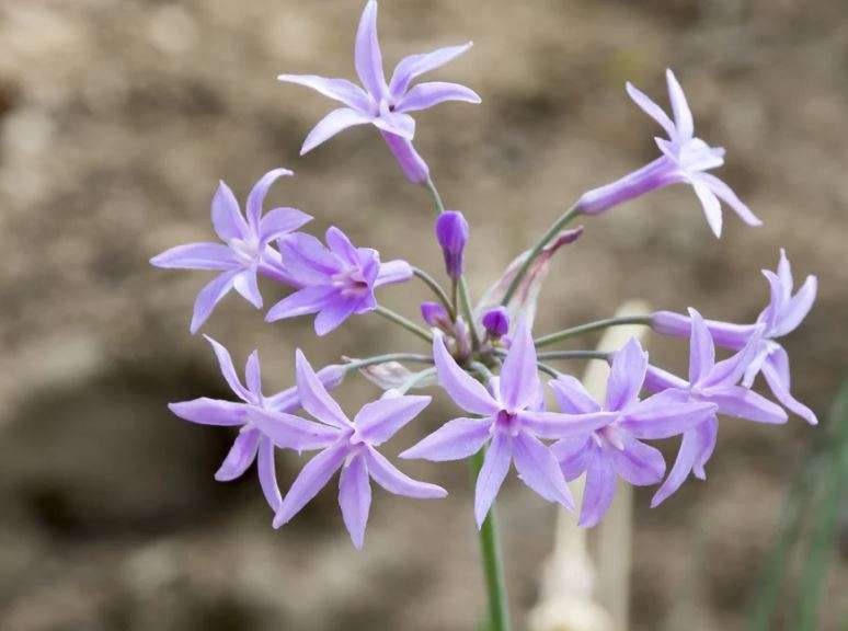 WILD GARLIC  - "Purple Flower" Tubaghia Violacea  -  20 SEEDS
