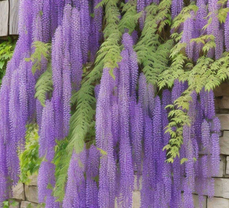 WISTERIA / Garland Plant   -  3 SEEDS