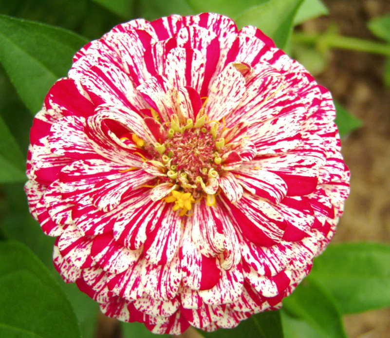 ZINNIA Peppermint Stick   "Zinnia Elegans"    - 10 SEEDS