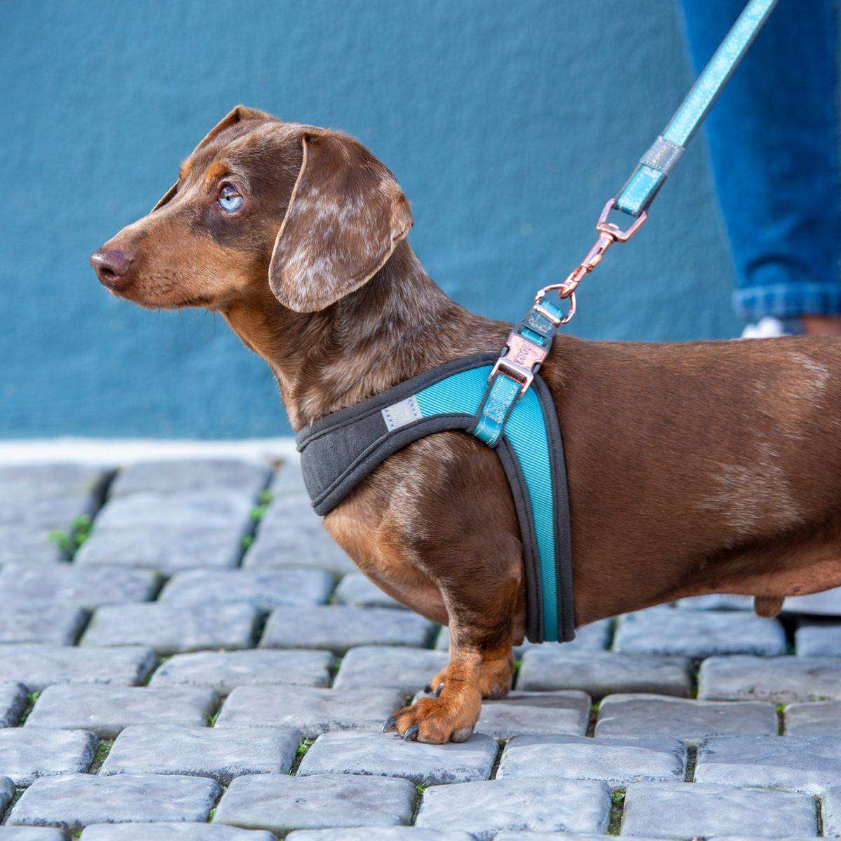 Rogz Dog Urban Adjustable Fast Fit Harness, Extra Small