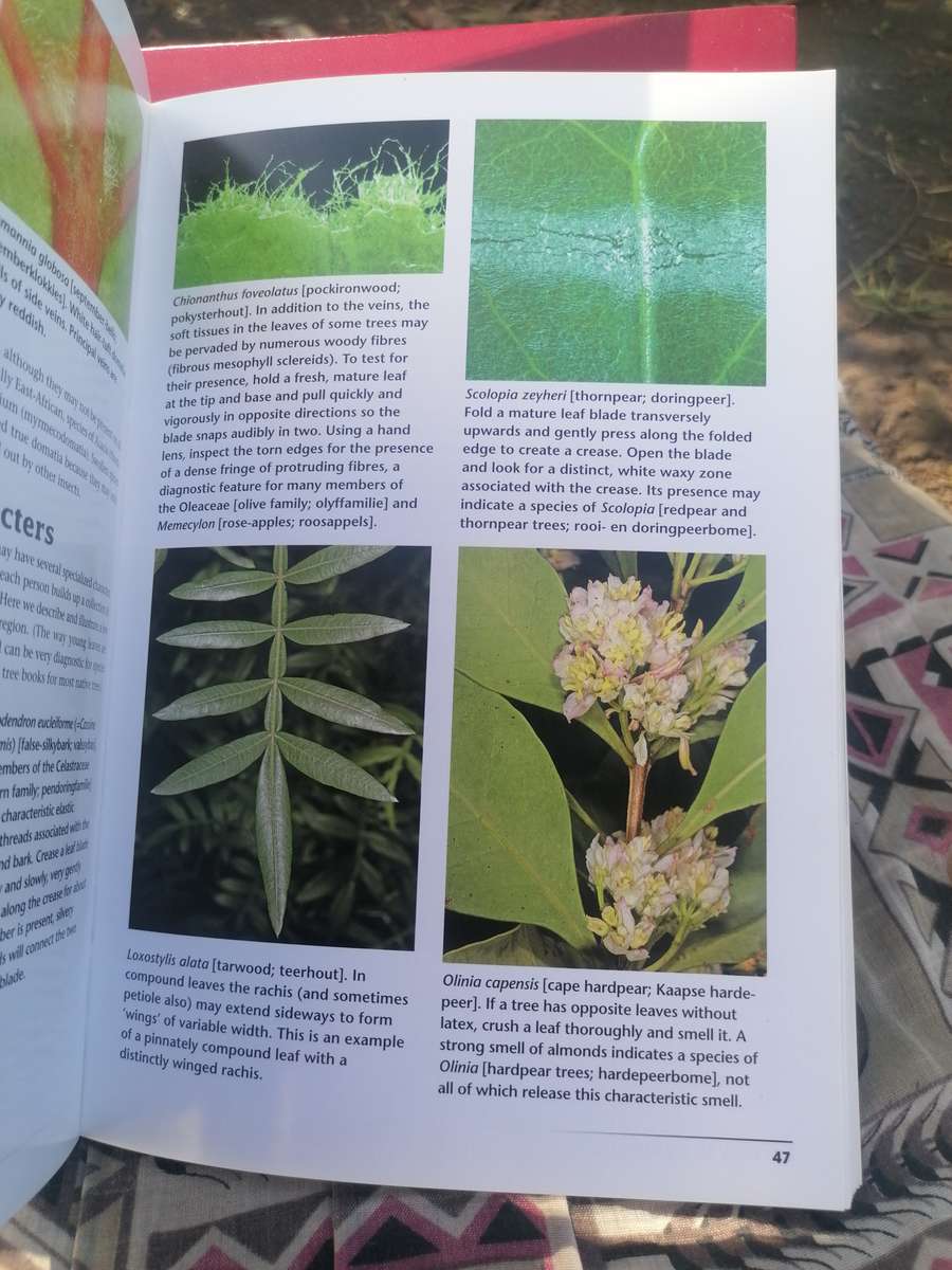 How to Identify Trees in Southern Africa Book by Abraham Erasmus van Wyk