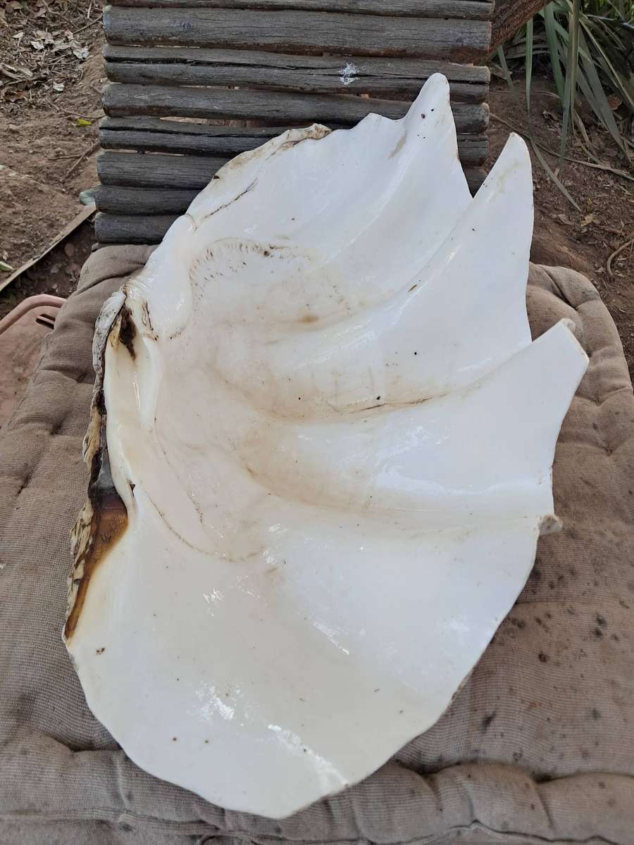 53cm large sea shell