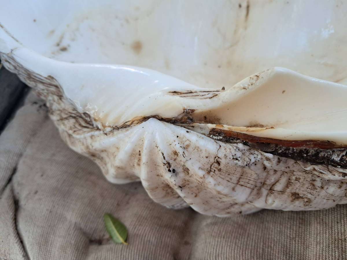 53cm large sea shell