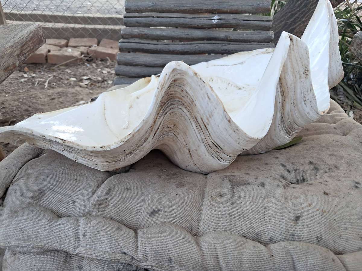 53cm large sea shell