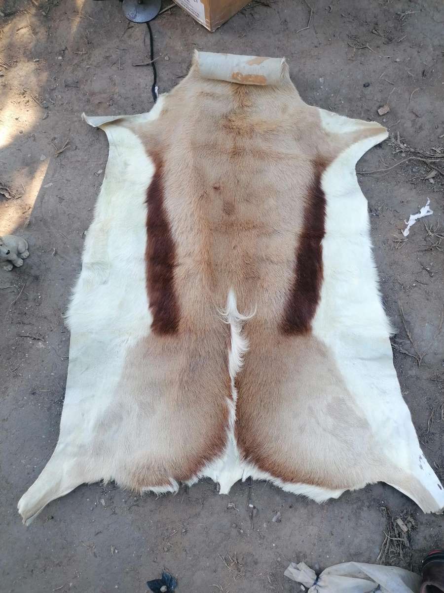 Springbok skin